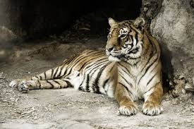 Mendoza: «Lucy», la tigresa de Bengala, volverá a su hábitat&nbsp;natural