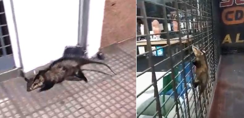 Mendoza: una comadreja bloqueó la entrada de un edificio