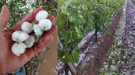Mendoza: ya pueden realizar la denuncia los productores afectados por el&nbsp;granizo