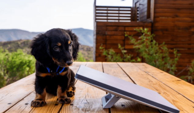 Starlink mini gana terreno en Argentina: El internet satelital que conquista zonas rurales y&nbsp;urbanas