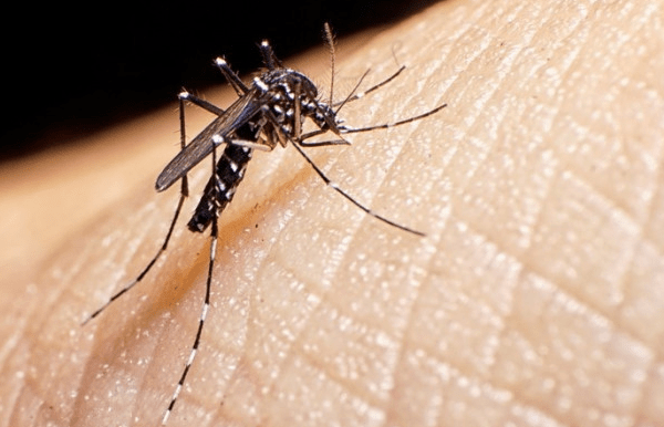 San Luis confirma su primer caso autóctono de dengue en la temporada&nbsp;2024-2025