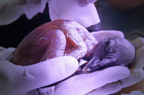 San Luis presentó la Muestra Científica, Cultural y Educativa del Cóndor&nbsp;Andino