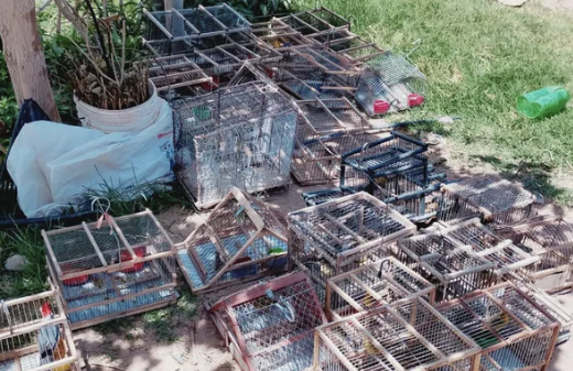 Cayeron vendedores ilegales de fauna protegida tras operativos en Sarmiento y&nbsp;Caucete
