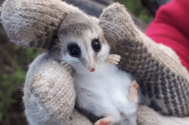 Así es la marmosa, el pequeño y desconocido animal&nbsp;mendocino