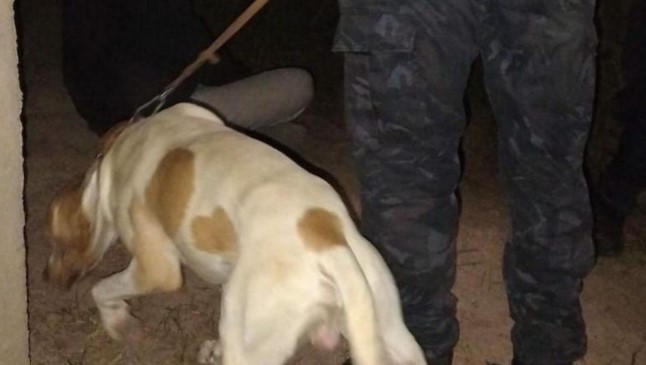 “Fito”, héroe canino: halló a un hombre buscado en&nbsp;Mendoza