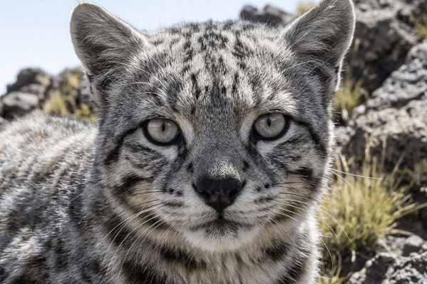 Registraron en Mendoza al gato andino, uno de los felinos más amenazados de&nbsp;América