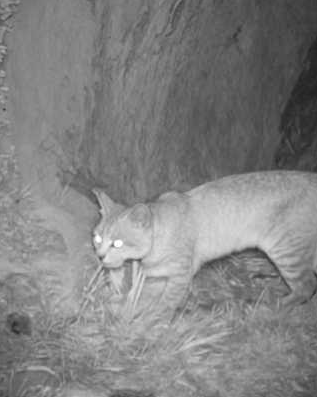 Registran un nuevo ejemplar de gato andino en la Caverna de las Brujas de Mendoza