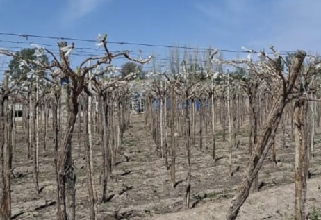 Devastadoras heladas en San Juan generan severas pérdidas en el sector vitivinícola
